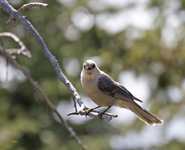 Gray Jay 4272